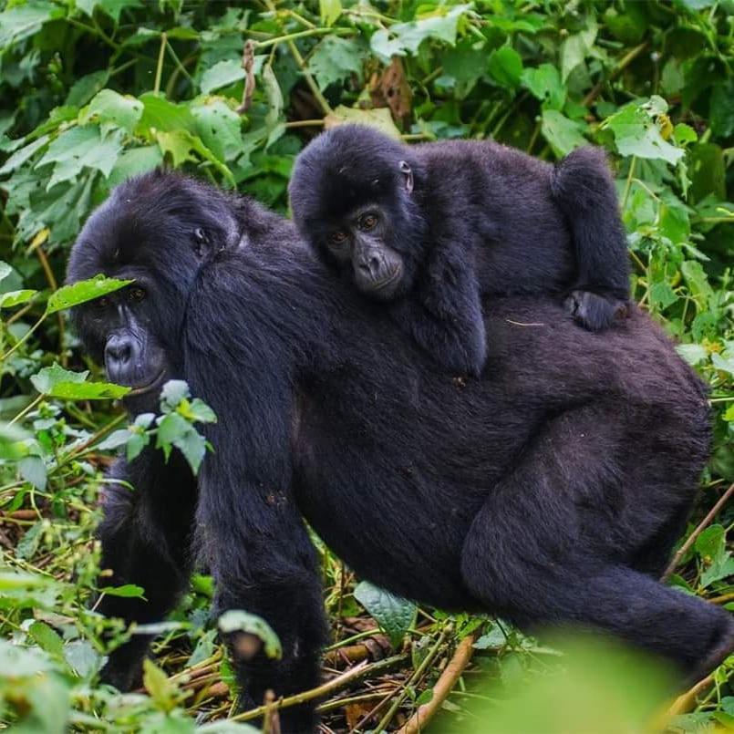 Gorilla Hills Eco-Lodge Kisoro Экстерьер фото